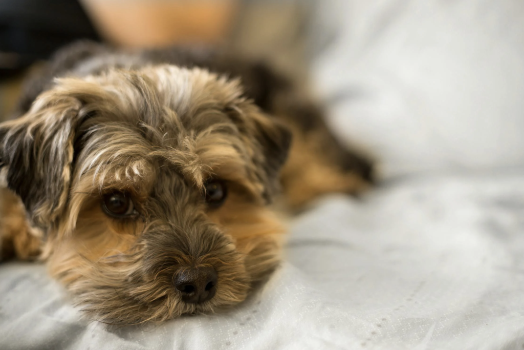 hund der keder sig og mangler mental stimulering
